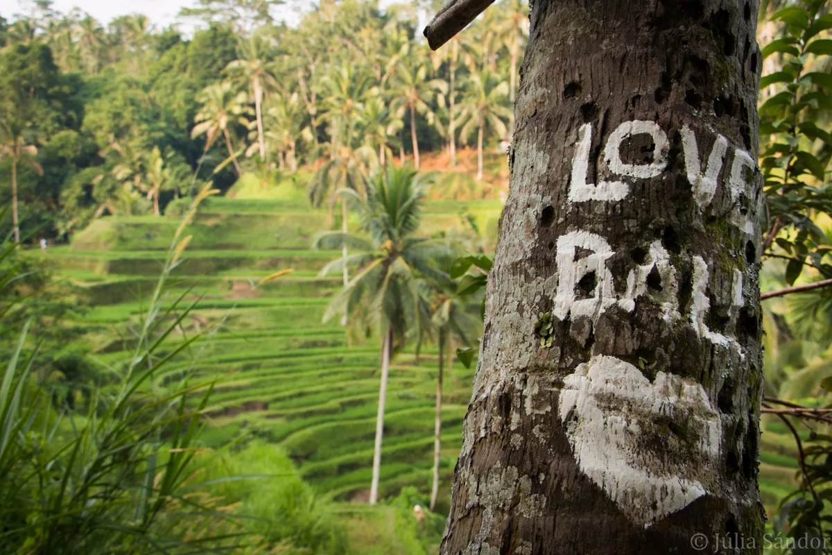 Bali_Ubud_2016_Worldviber_1