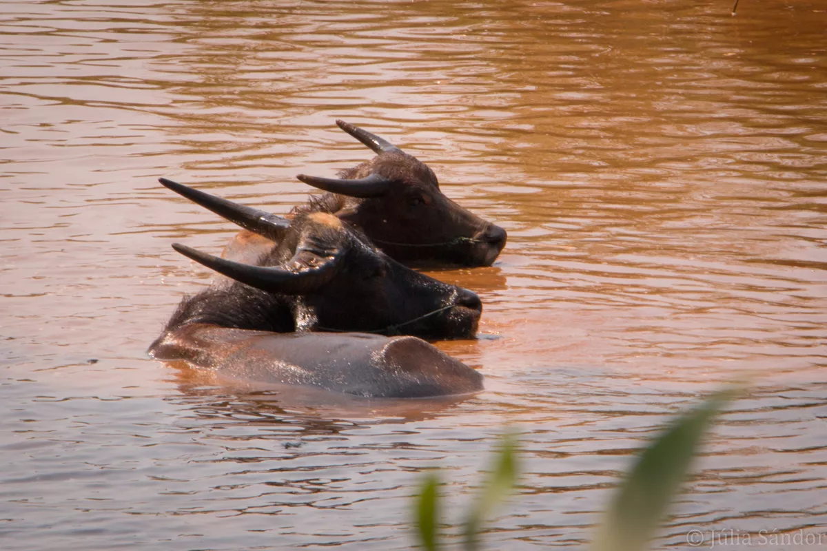 Inle_2016_WorldViber_1-7