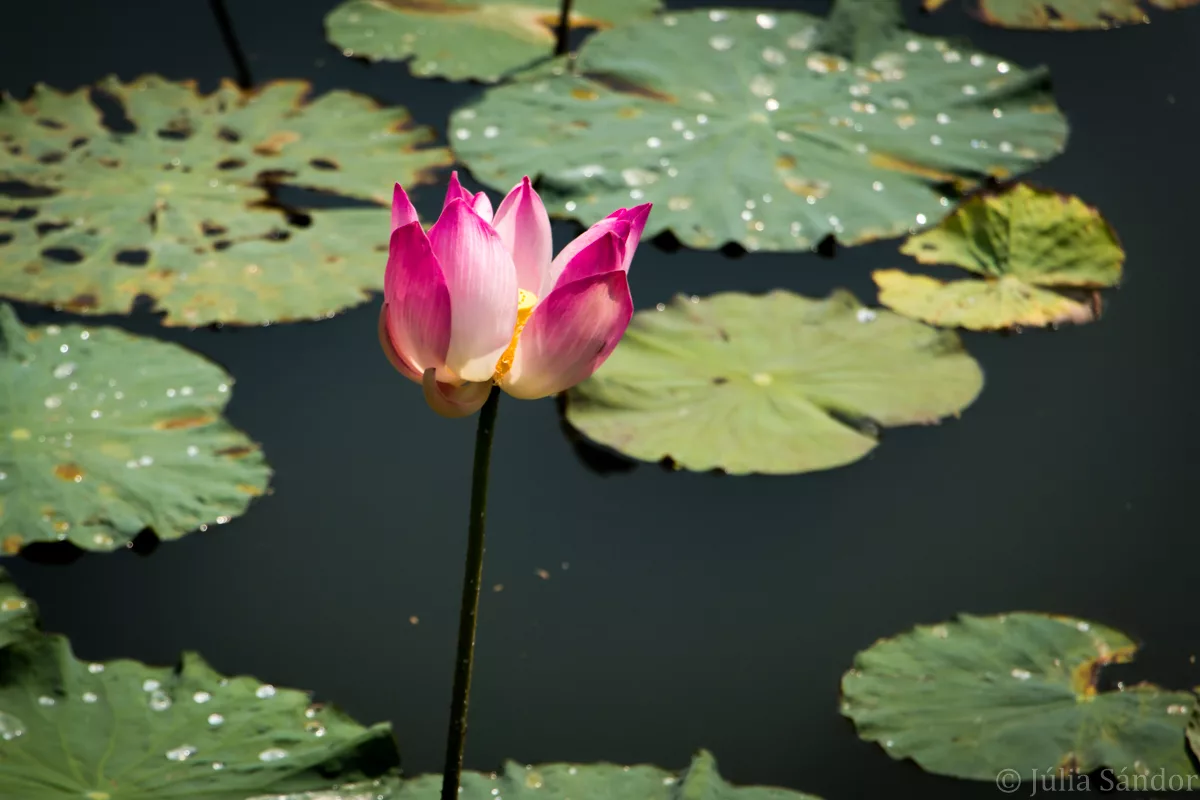 Bali_Ubud_2016_Worldviber_24