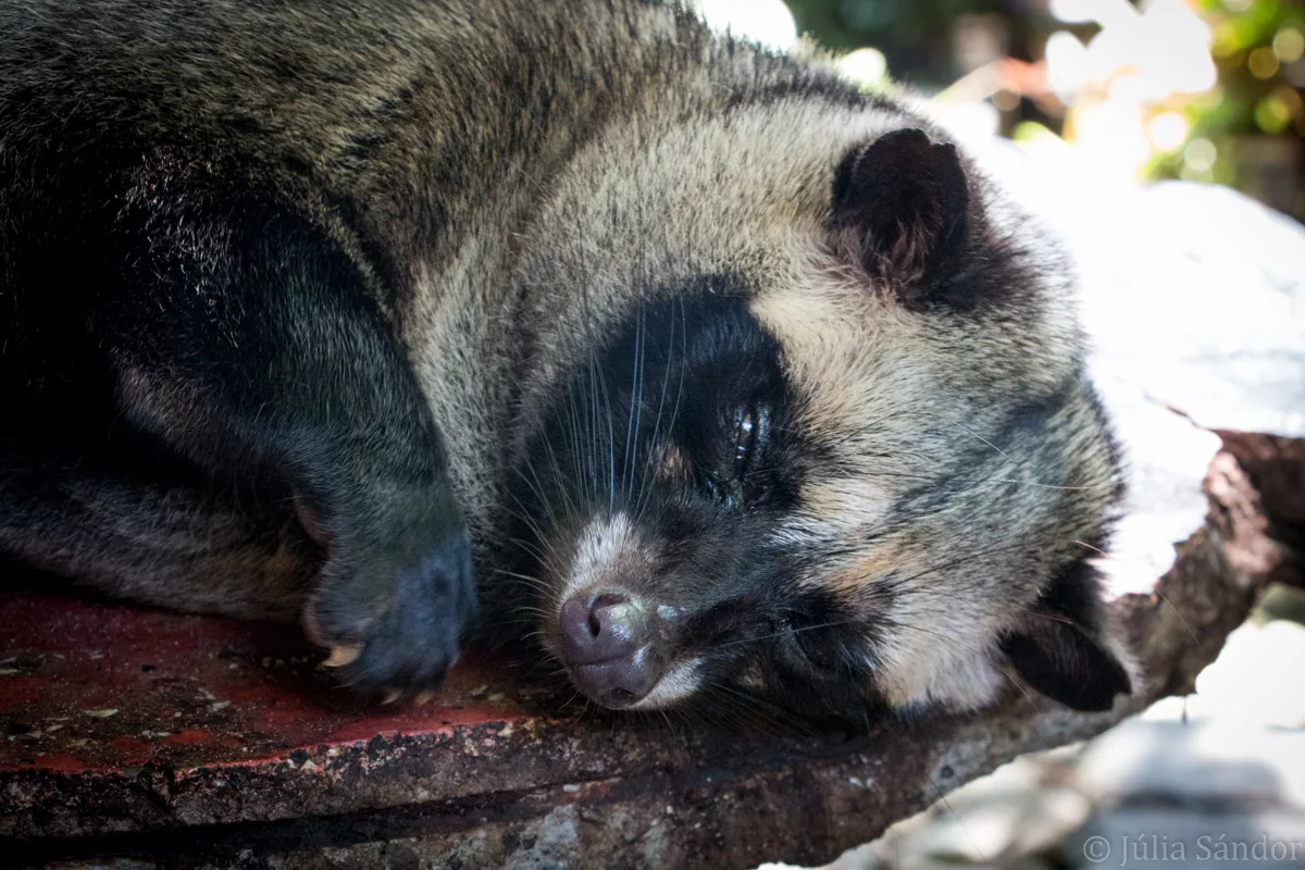 Bali_Ubud_2016_Worldviber_28