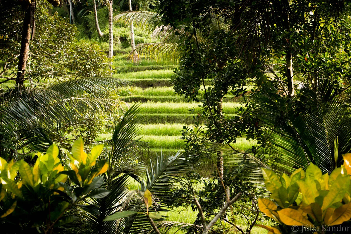 Bali_Ubud_2016_Worldviber_30