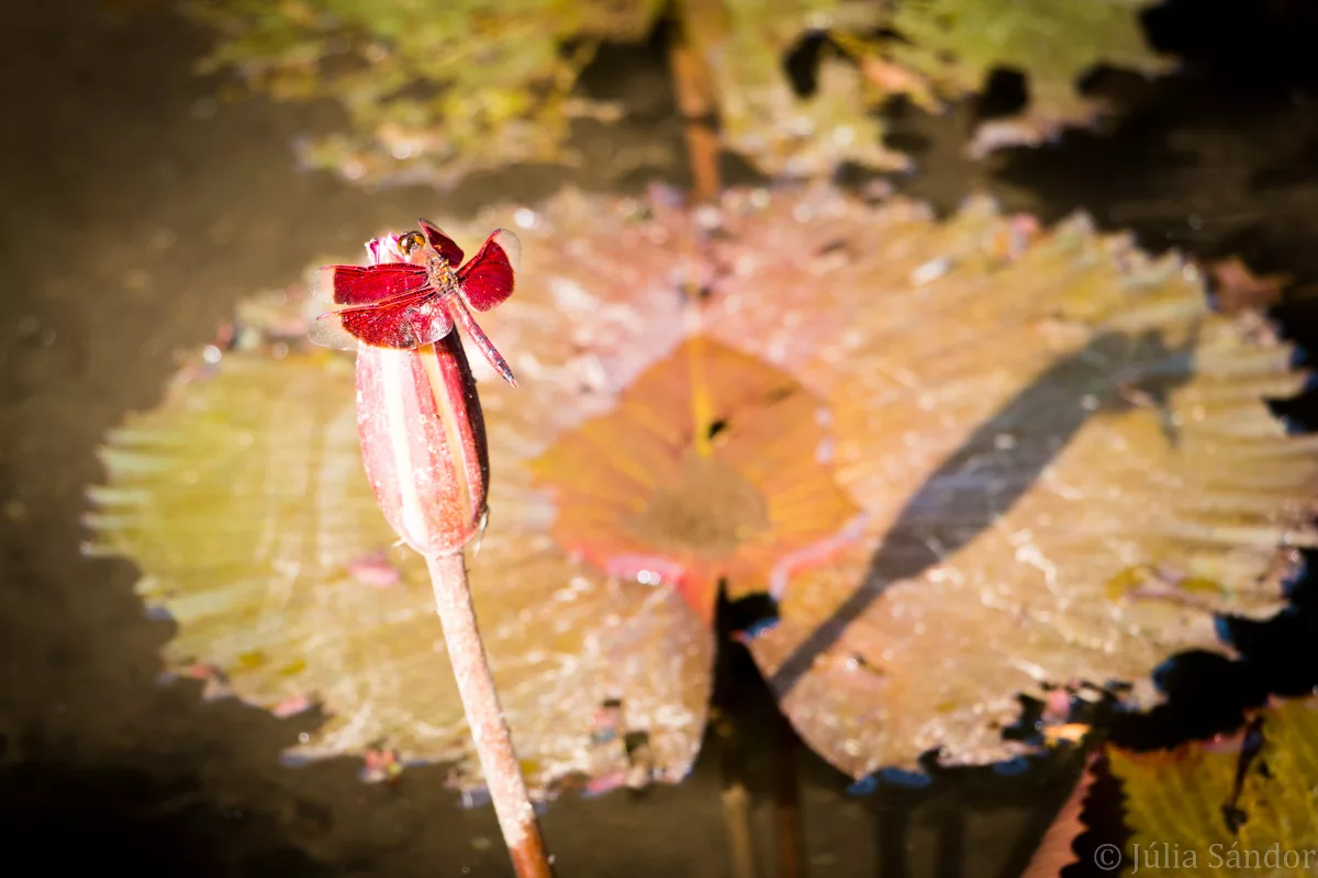 Bali_Ubud_2016_Worldviber_31