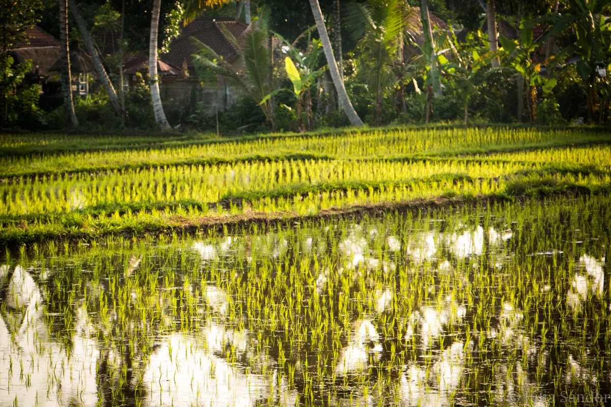 Bali_Ubud_2016_Worldviber_33