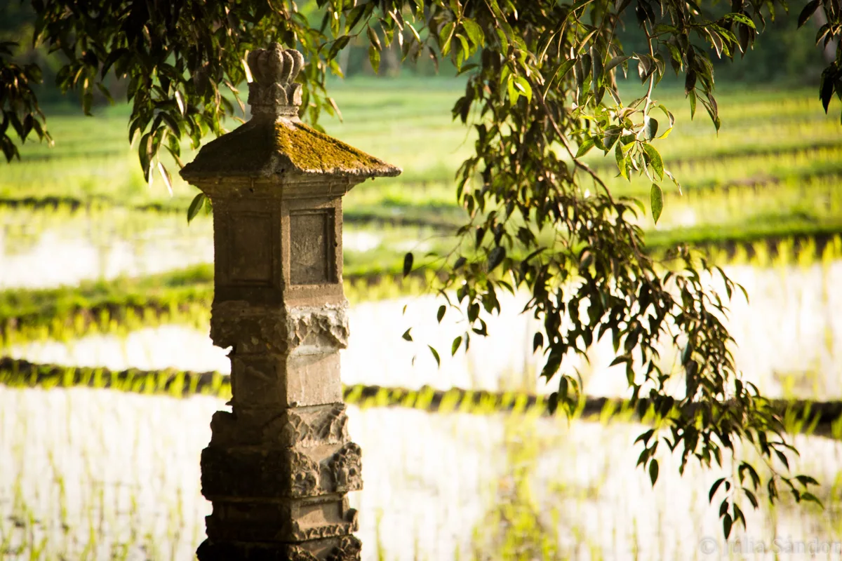 Bali_Ubud_2016_Worldviber_34