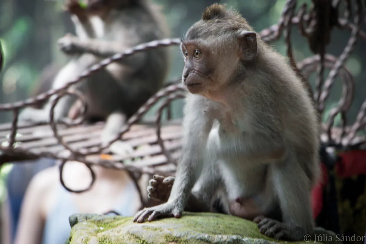 Bali_Ubud_2016_Worldviber_42