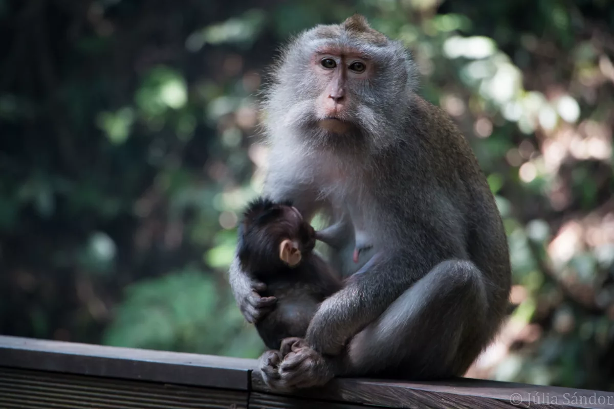 Bali_Ubud_2016_Worldviber_43