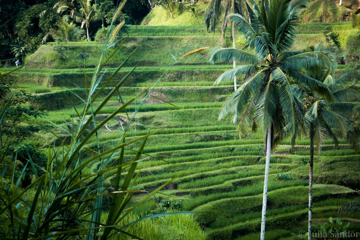 Bali_Ubud_2016_Worldviber_46