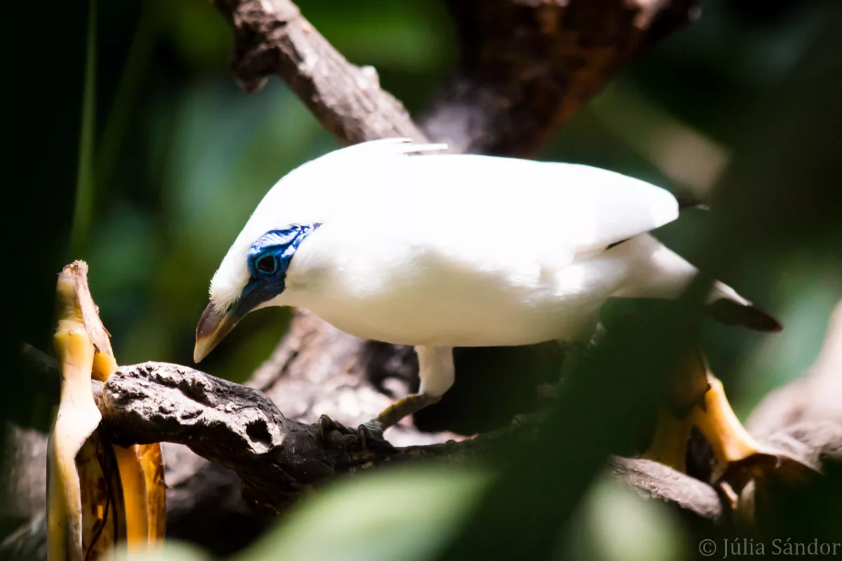 Bali_Ubud_2016_Worldviber_47