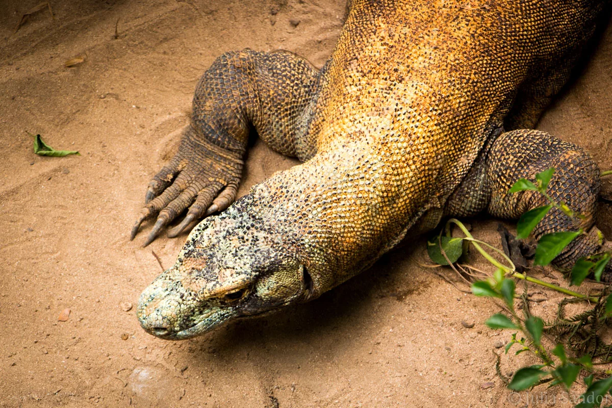 Bali_Ubud_2016_Worldviber_52