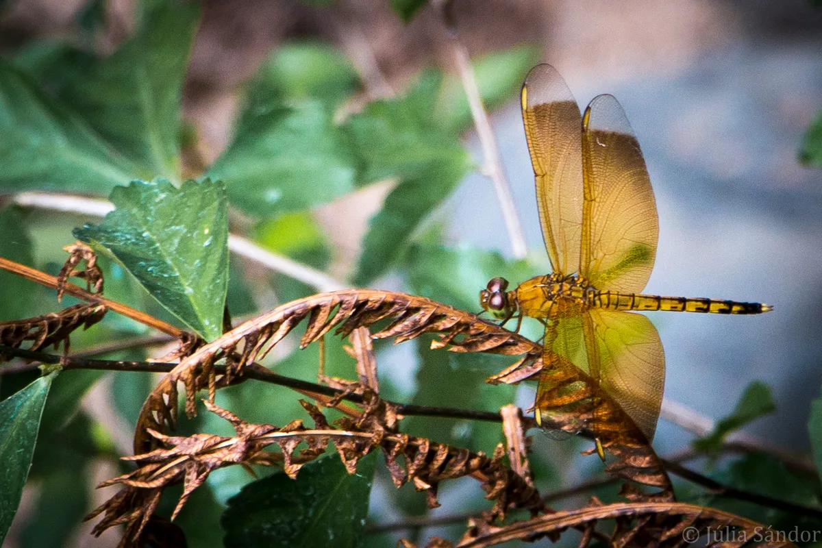 Bali_Ubud_2016_Worldviber_53