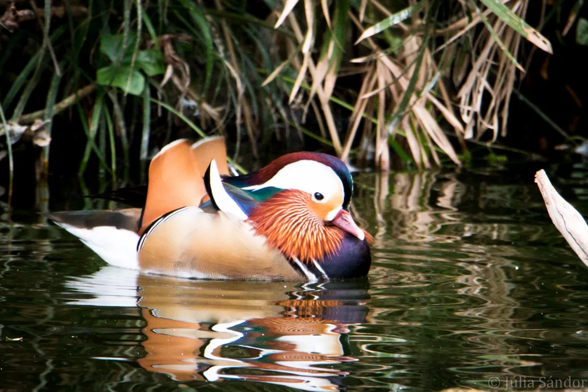 Bali_Ubud_2016_Worldviber_54