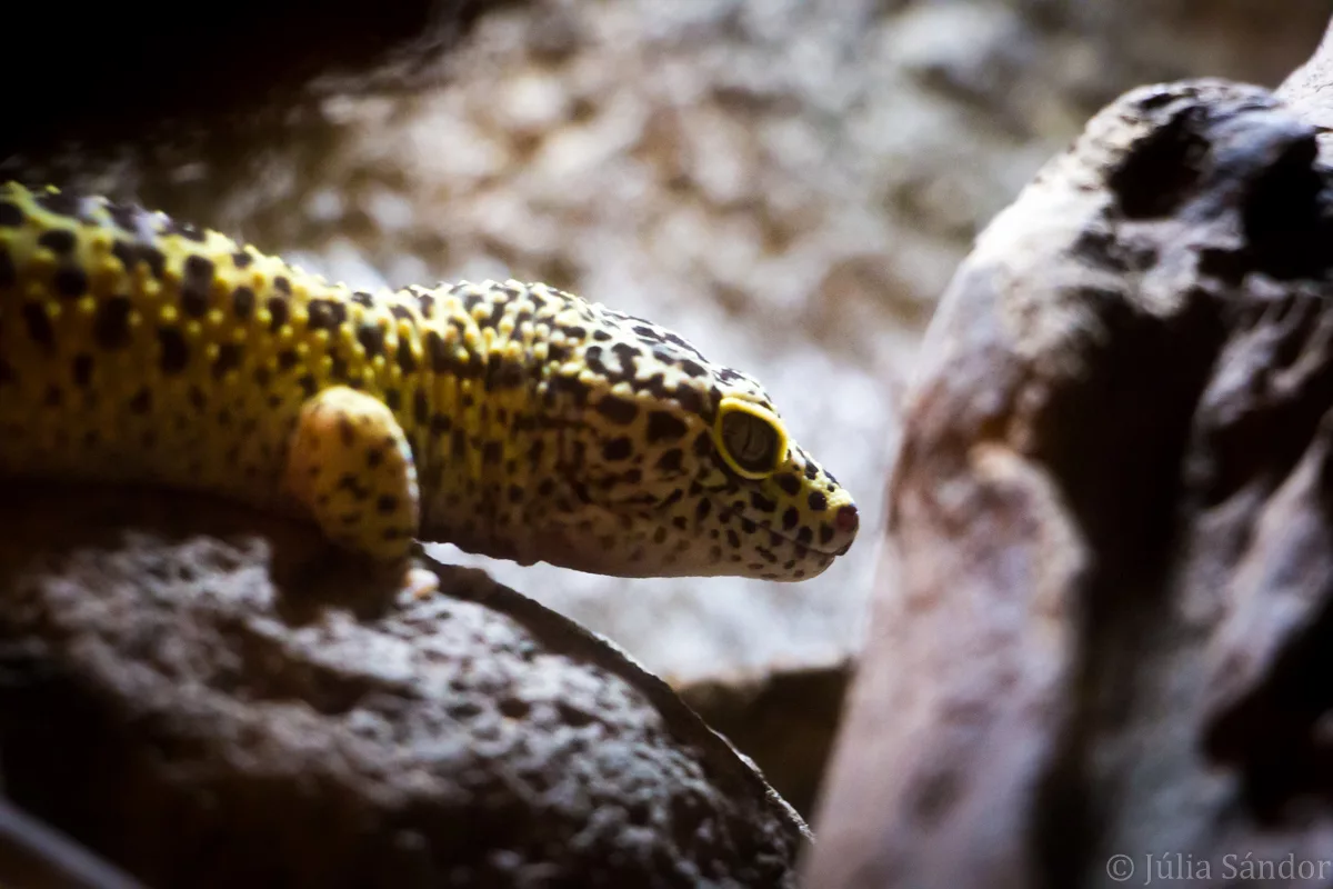 Bali_Ubud_2016_Worldviber_55