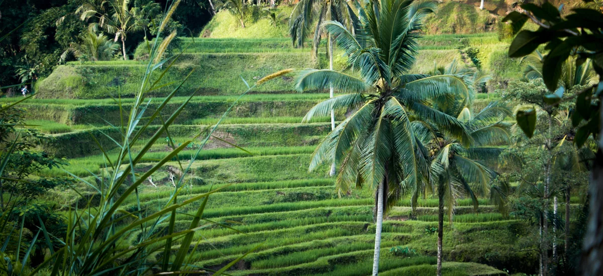 Bali_Ubud_2016_Worldviber_61-2