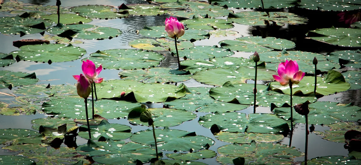 Bali_Ubud_2016_Worldviber_61