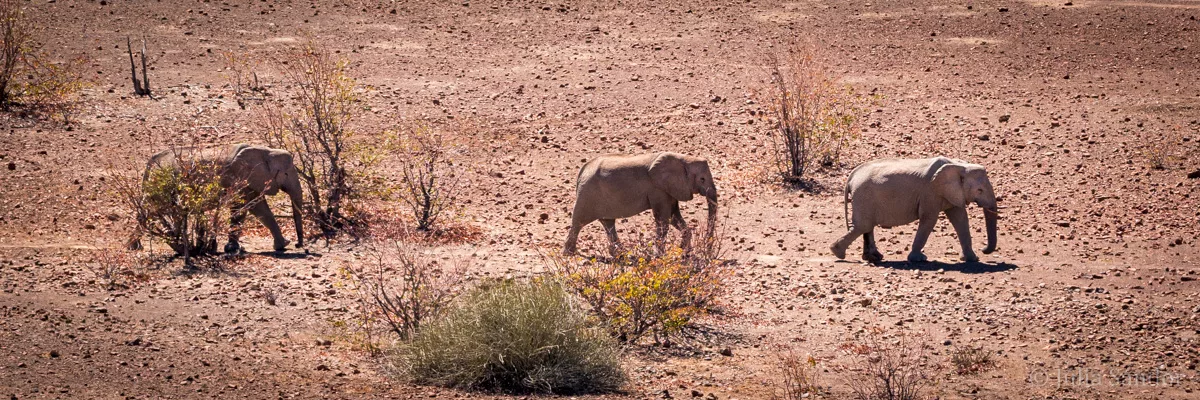 desert elephants in namibia