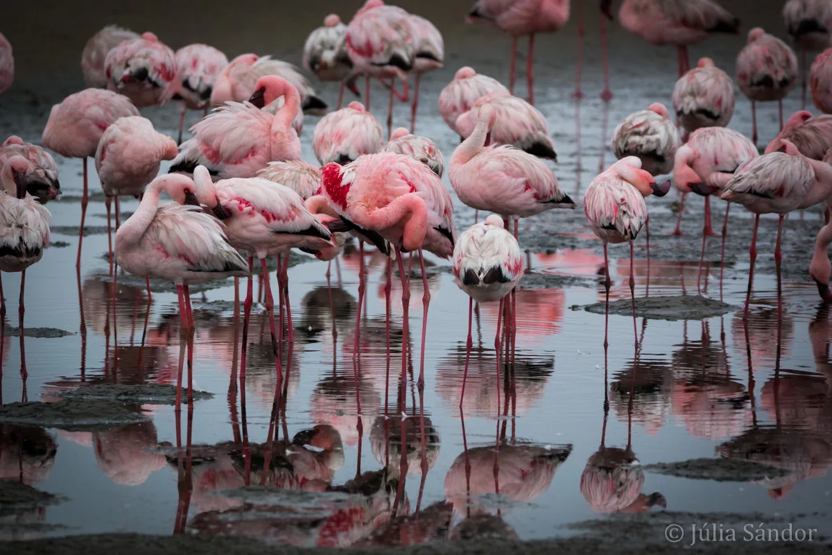 Flamingos in central Namibia