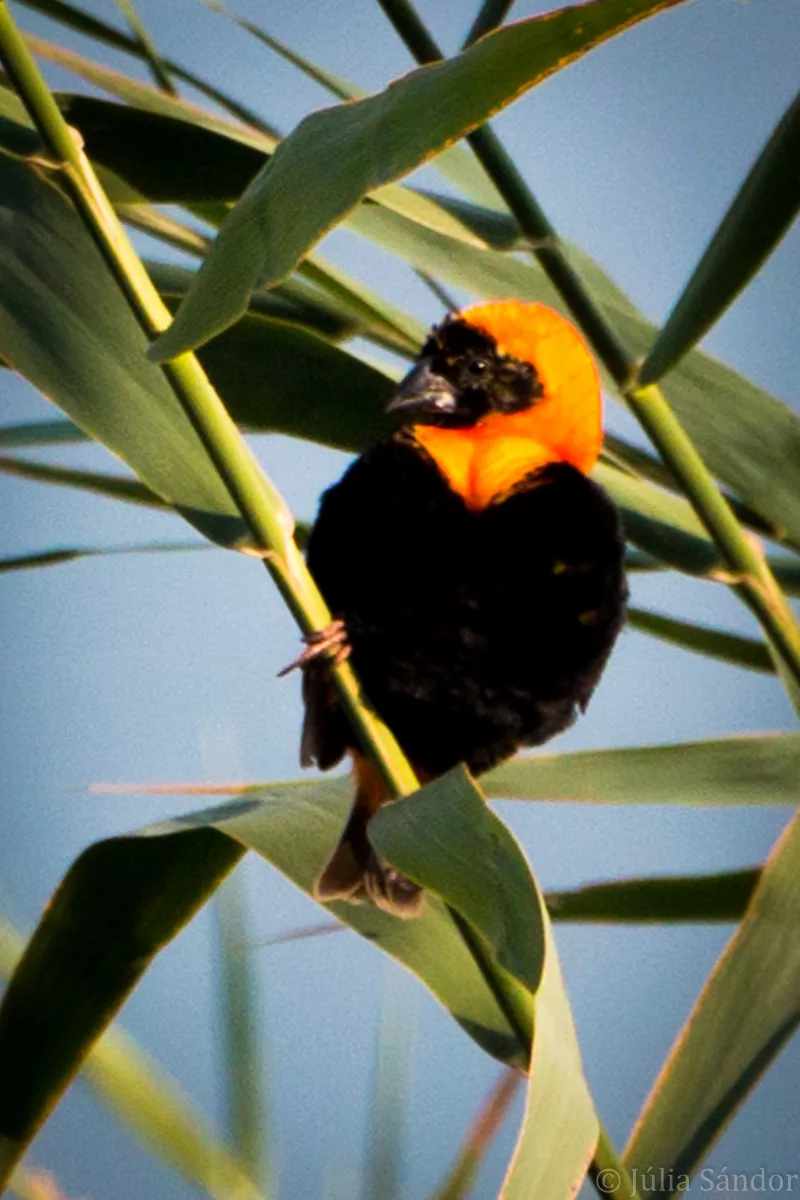 namibia-fish-river-canyon-2016-104