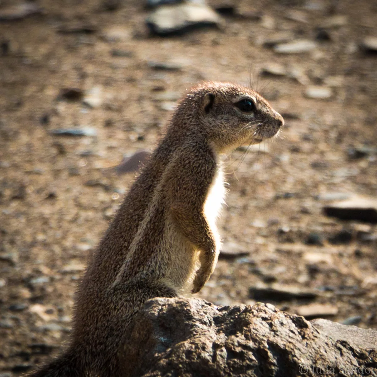Cape Ground Squirrel Cape Ground Squirrel