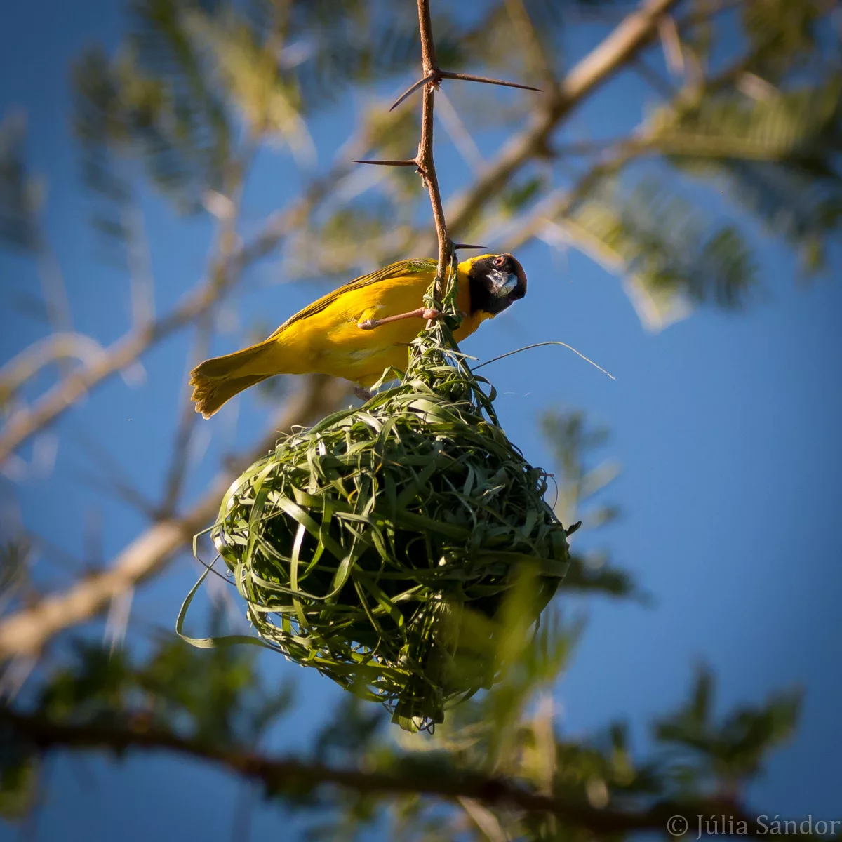 Weaver bird Weaver bird