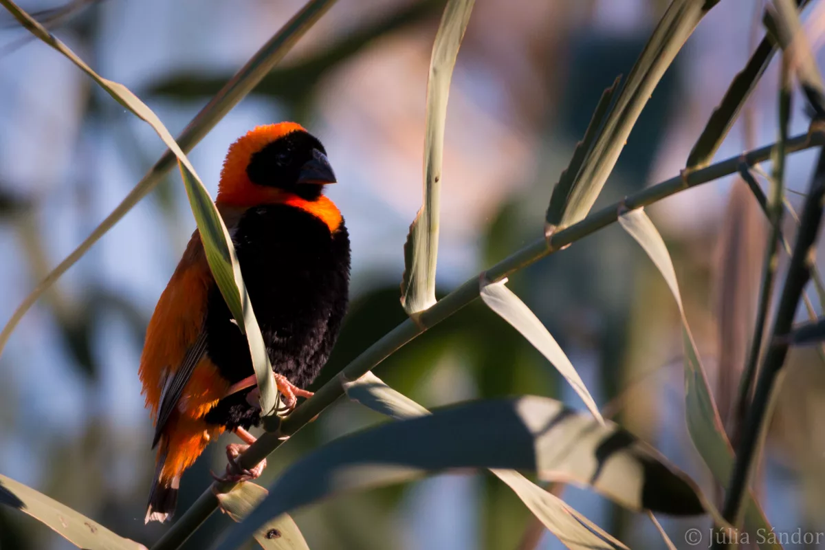 BIrd in the reed Little bird at the Oranje River