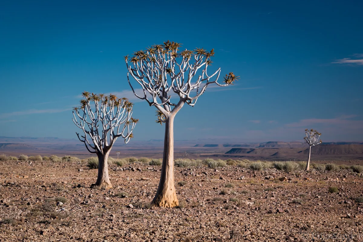 Fish River Canyon view Quiver trees in the canyon landscape