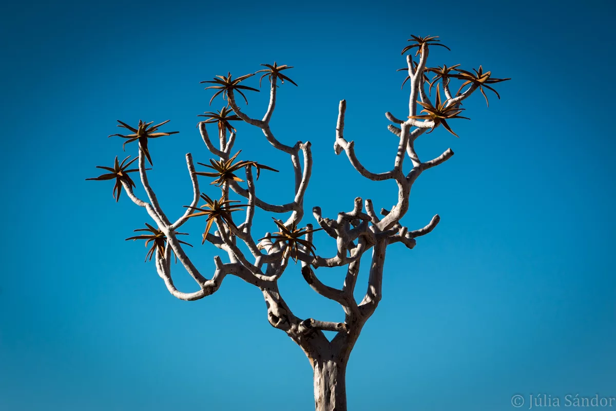Fish River Canyon Quiver tree