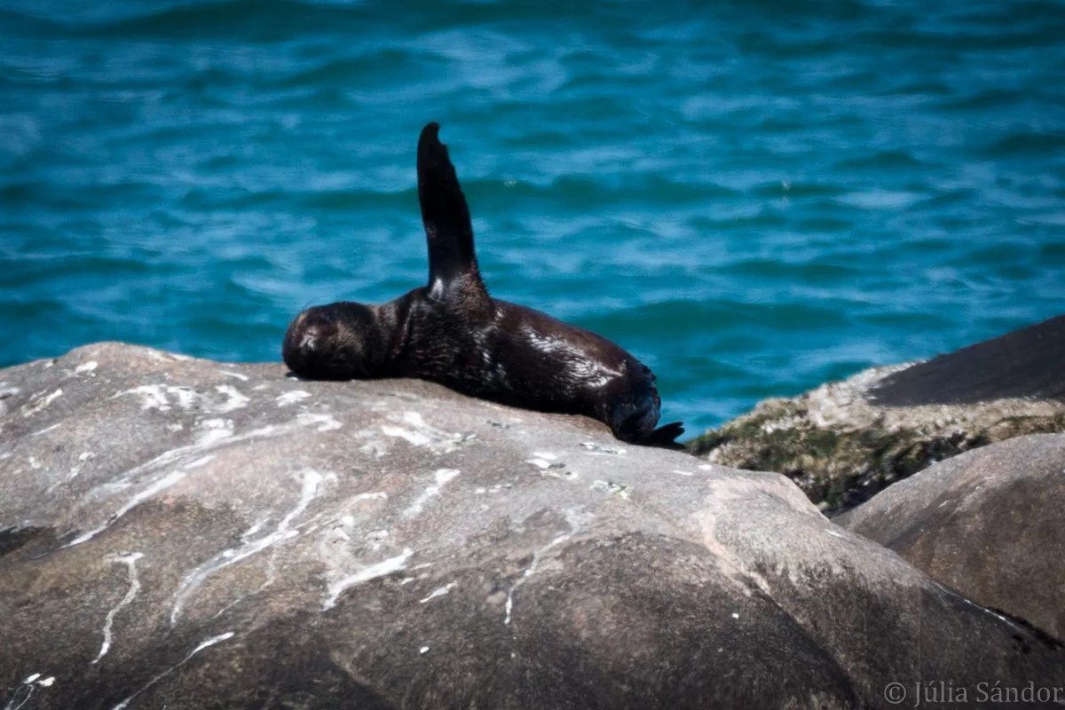 Seal on the beach