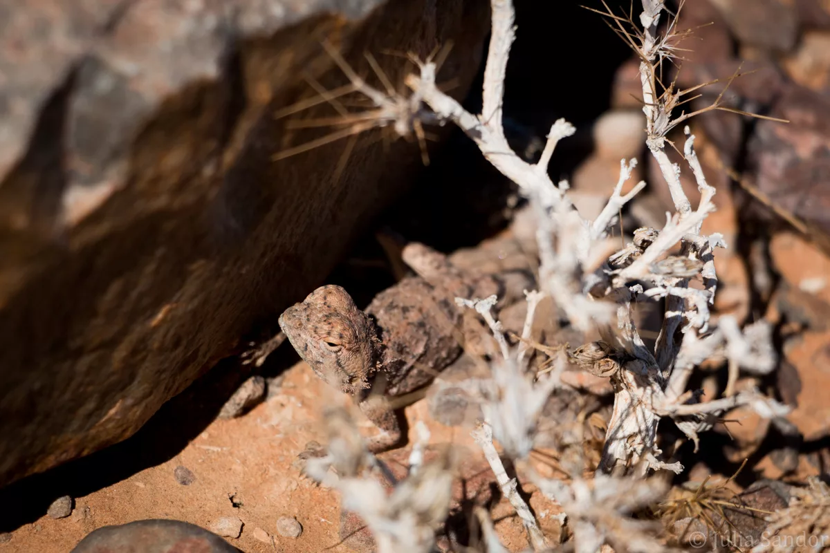 Little creature Lizzard in Fish River Canyon