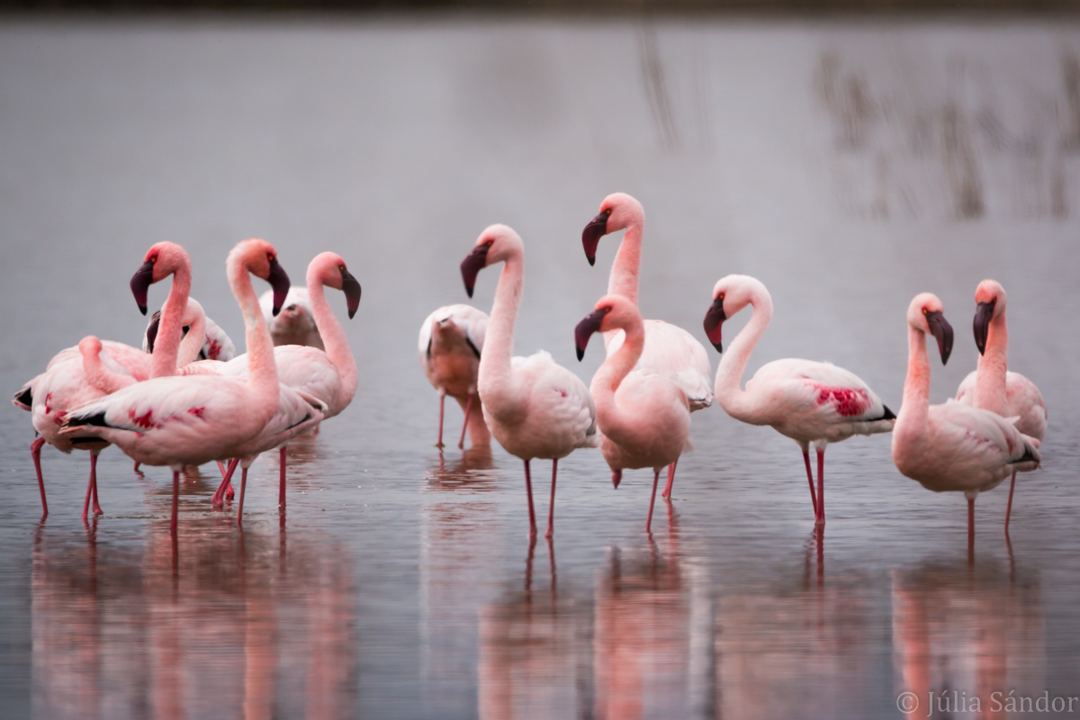 Flamingos in the water