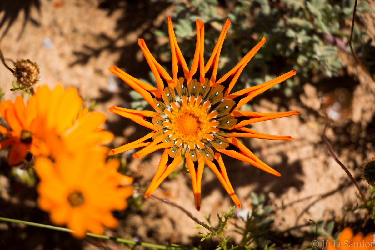 Orange flower in Namaqualand