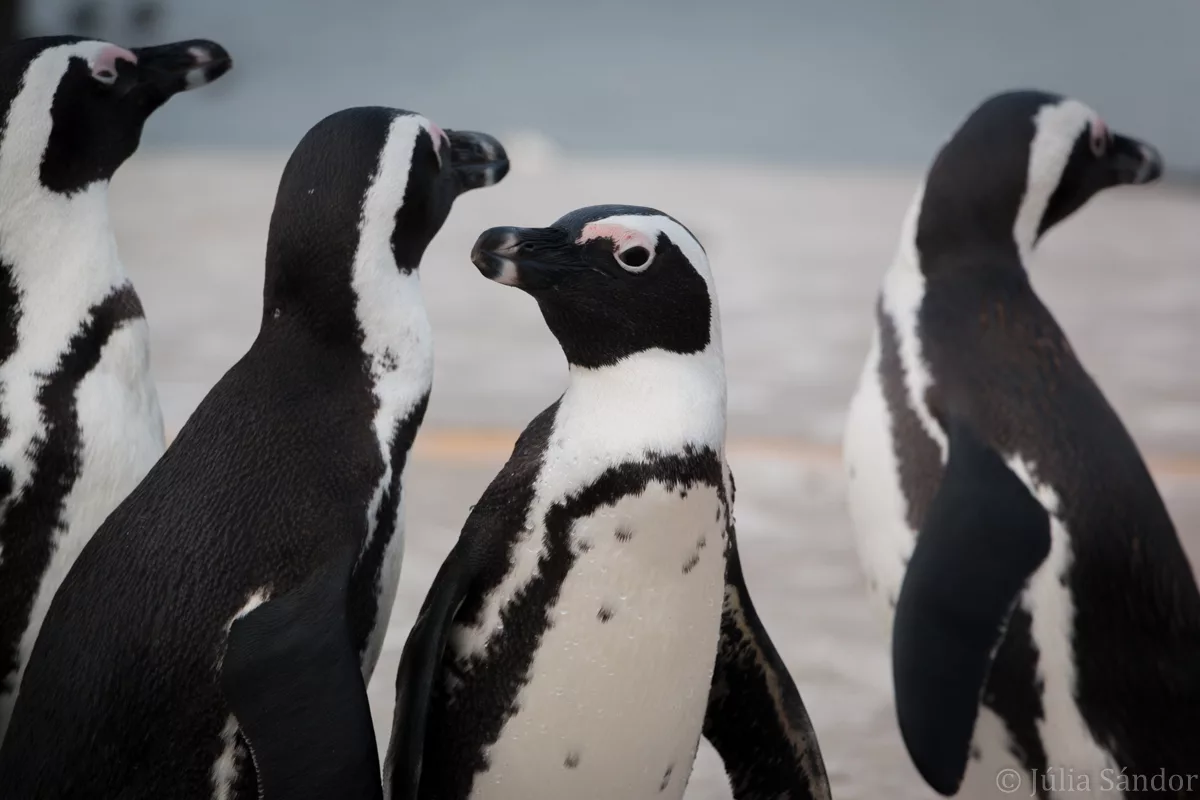 South-Africa-adventure (17)