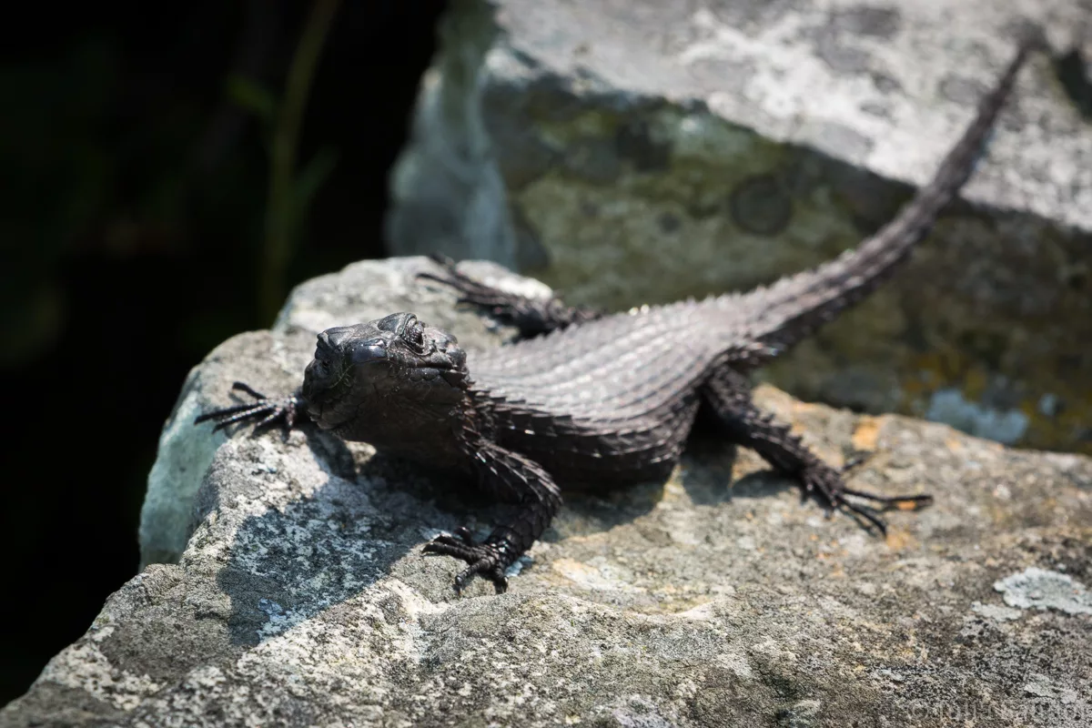 South-Africa-adventure (23)