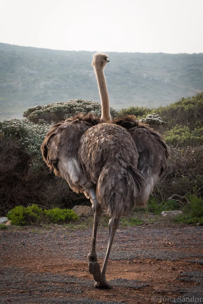 South-Africa-adventure (26)