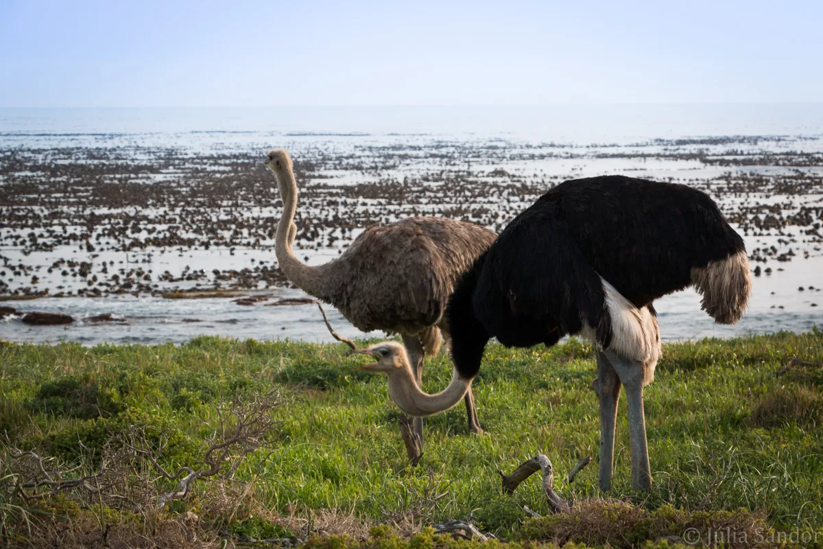 South-Africa-adventure (27)