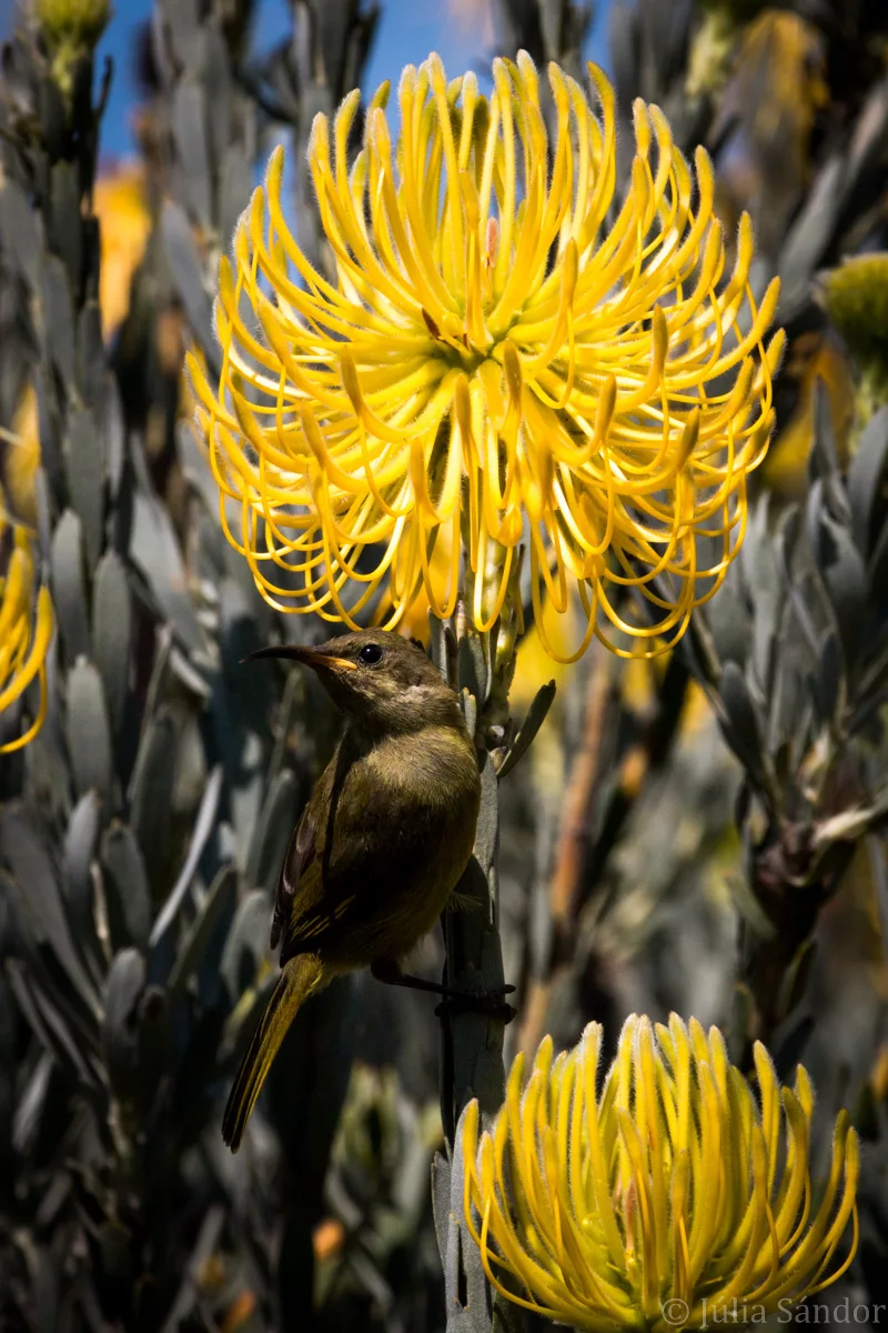 South-Africa-adventure (33)