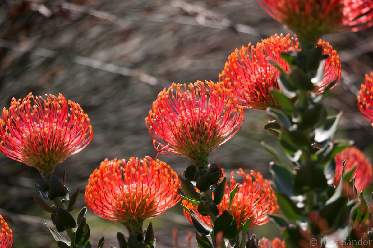 Proteas blooming