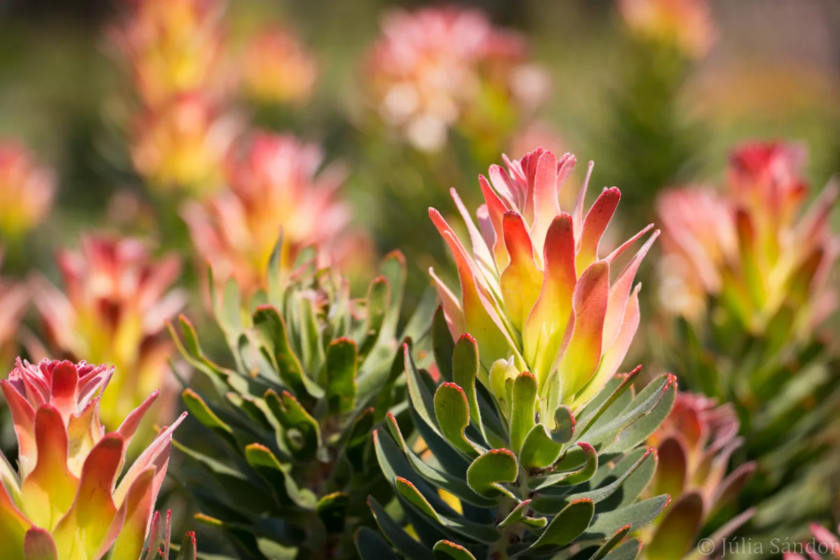 South-Africa-adventure (36)