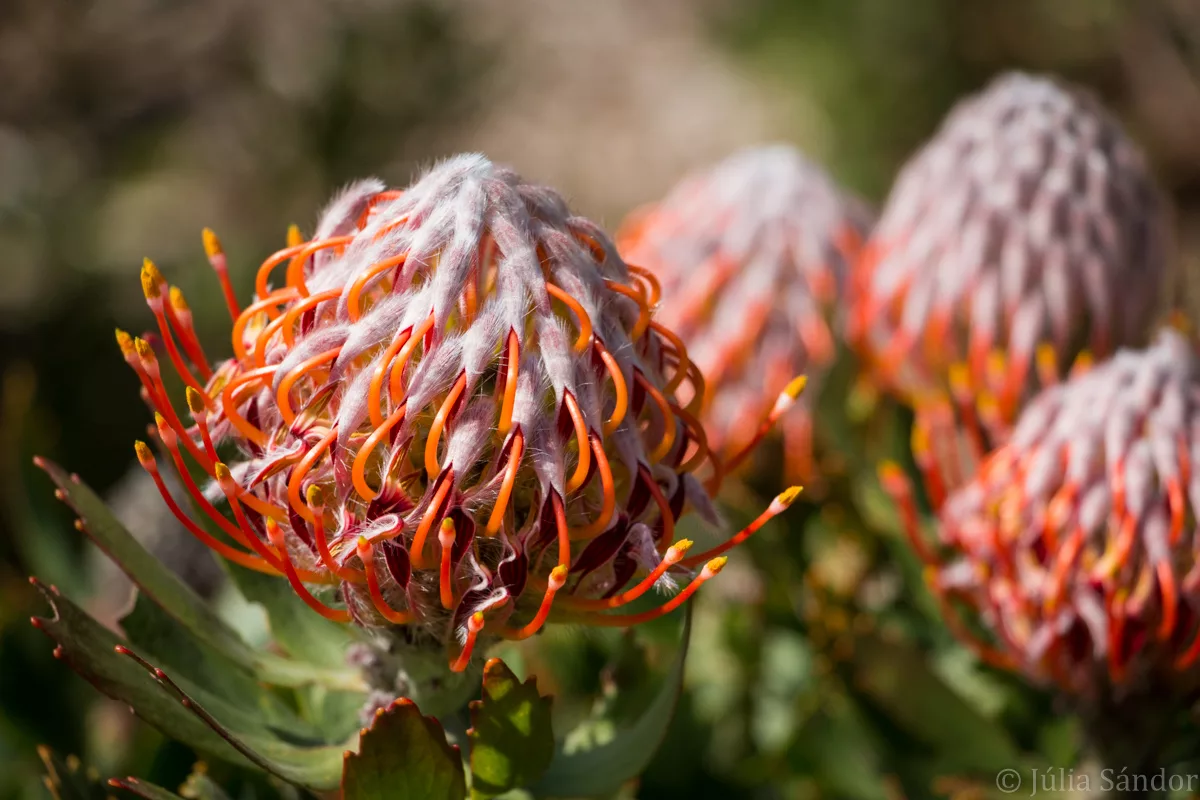 South-Africa-adventure (38)