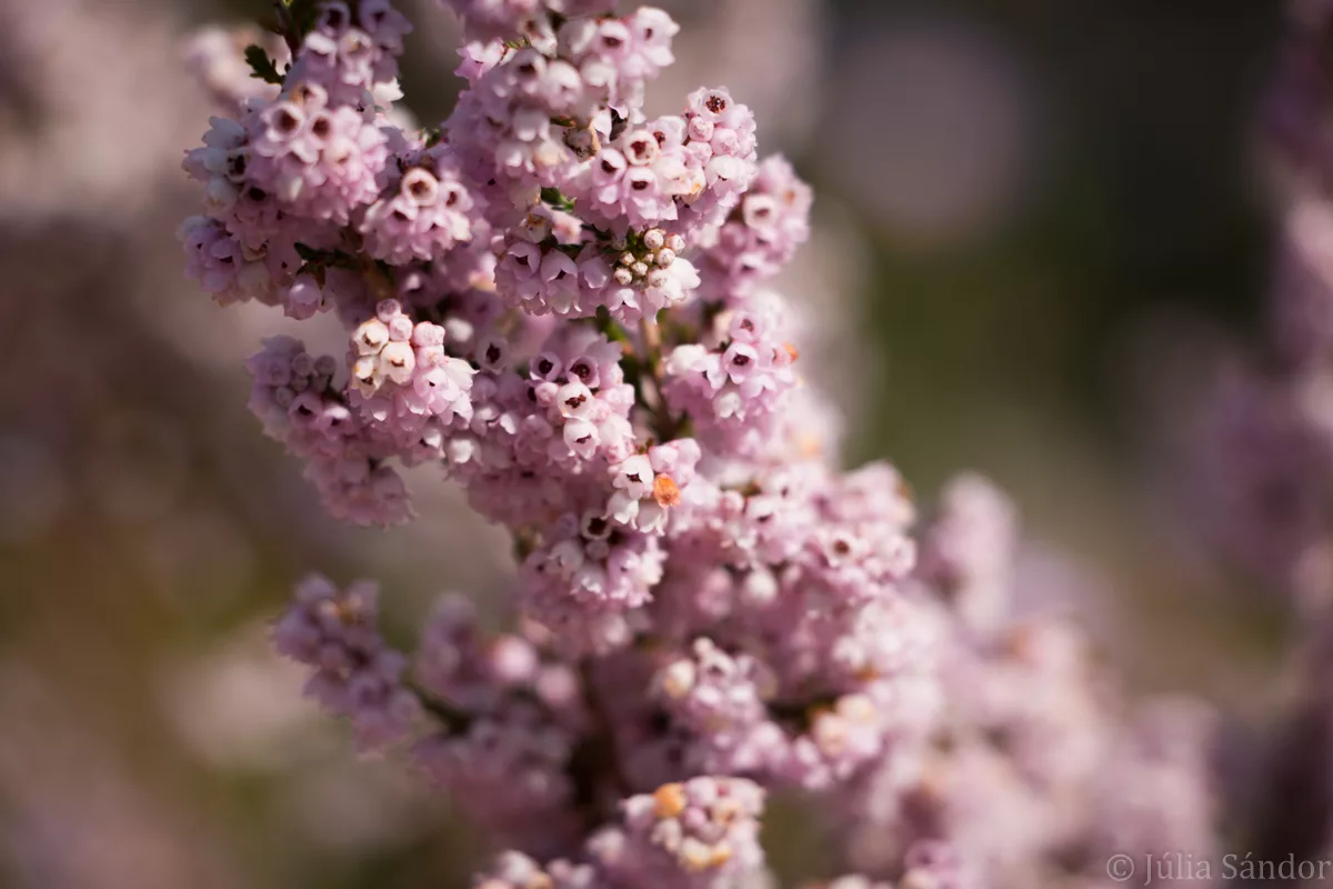 South-Africa-adventure (41)