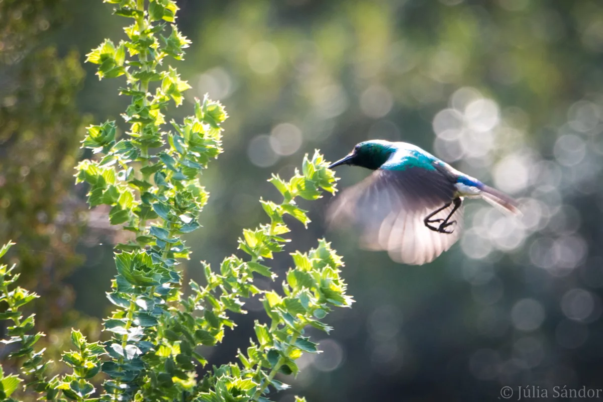 South-Africa-adventure (42)