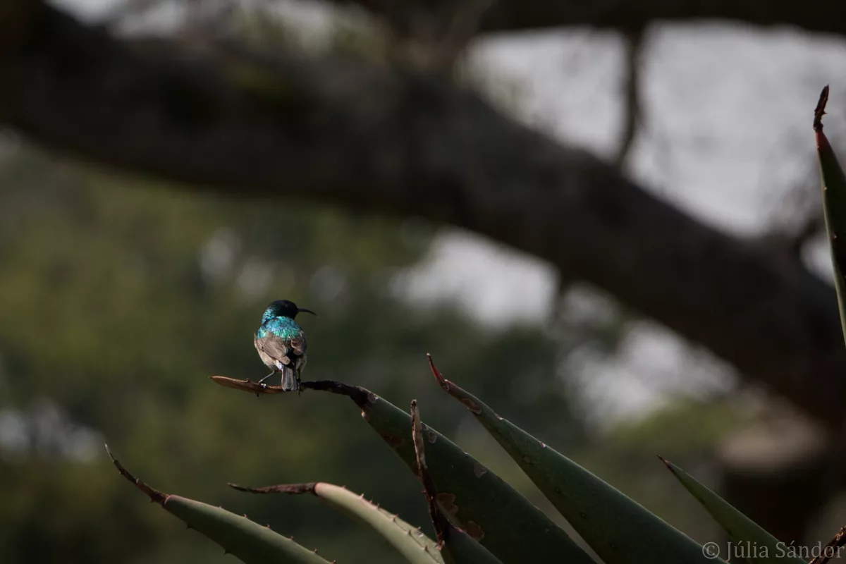 South-Africa-adventure (43)