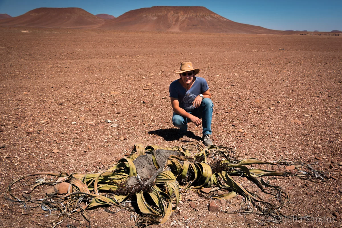 Welwitschia Mirabilis