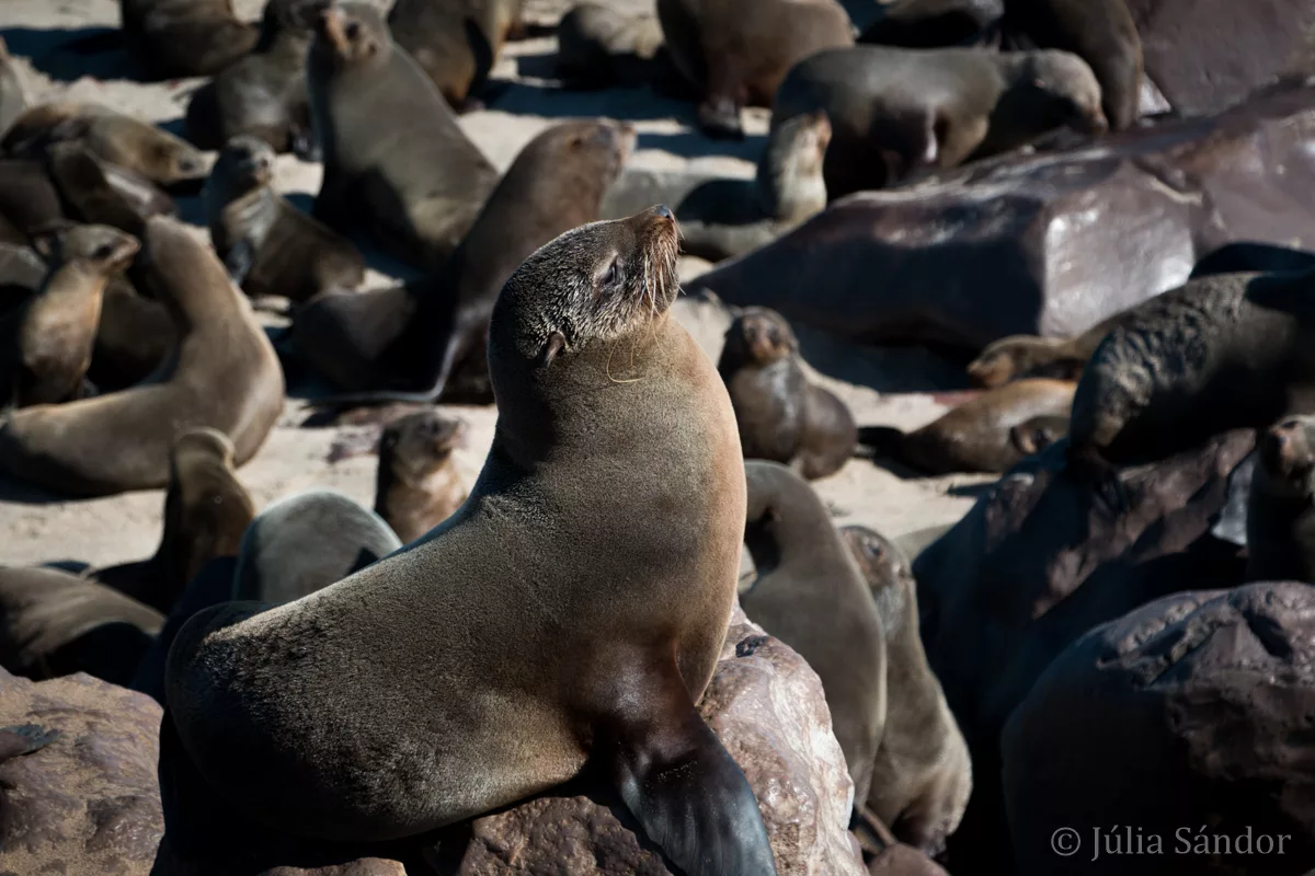 Seals in the sun