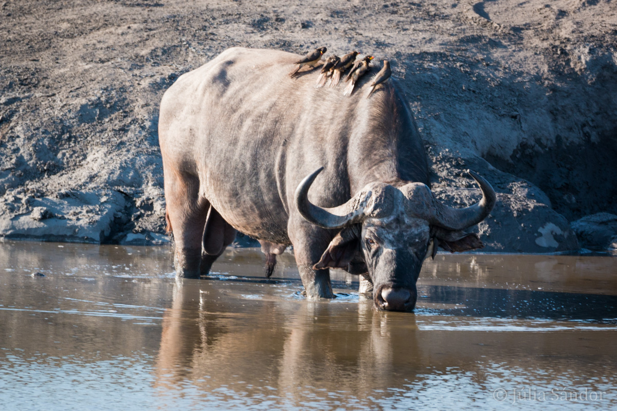 The Big 5: Buffalo drinking