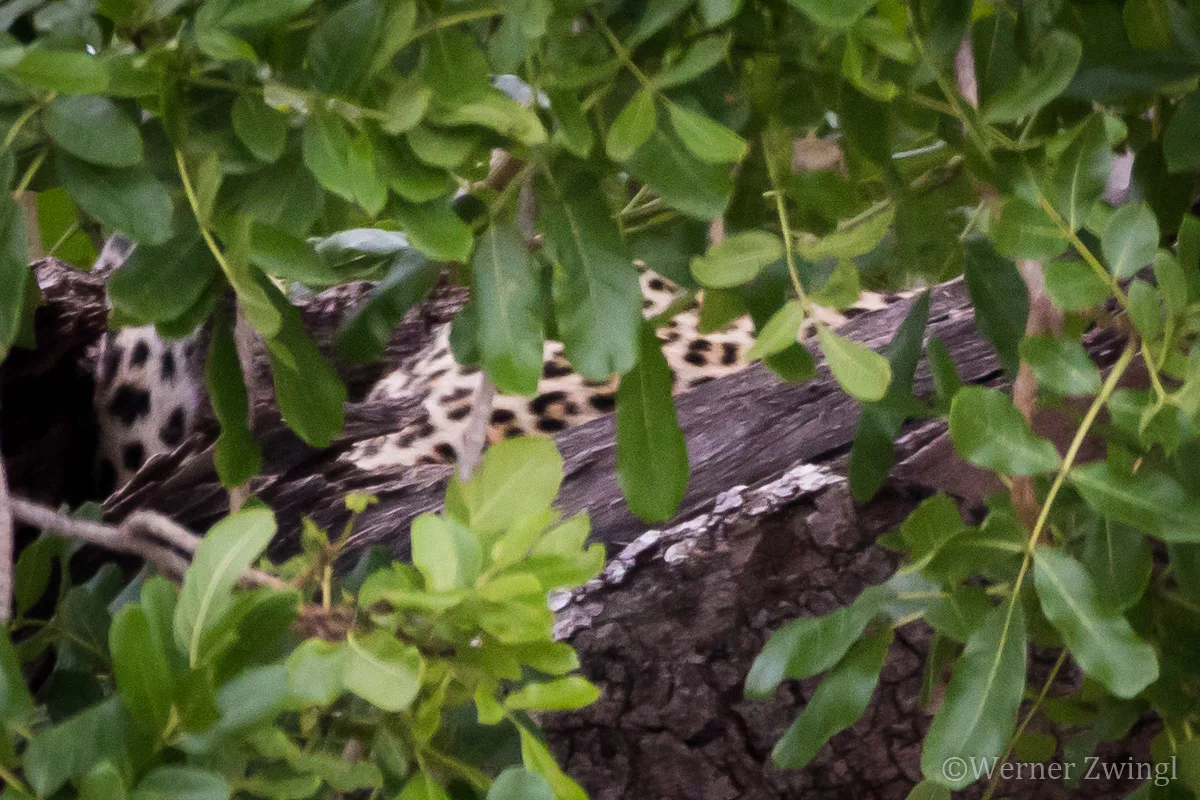 The big 5: Leopard hiding in the tree