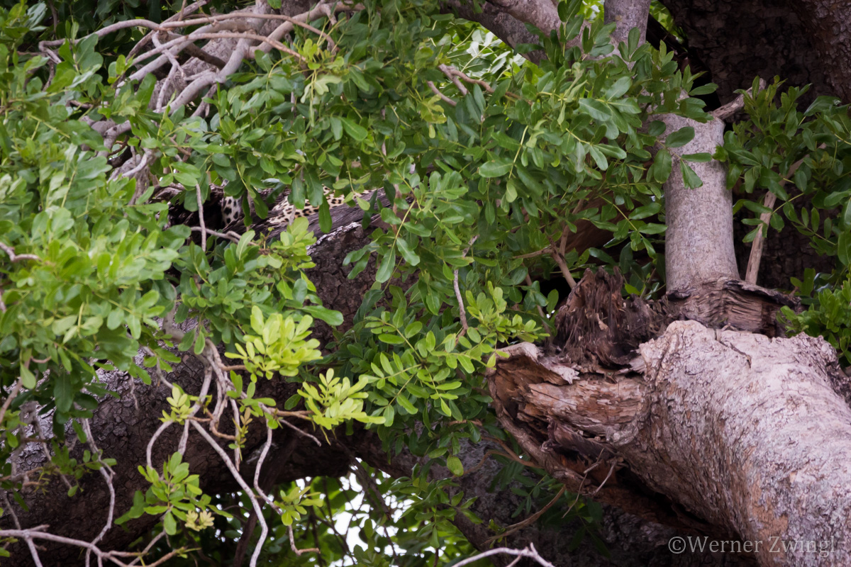 The big 5: Leopard hiding in the tree