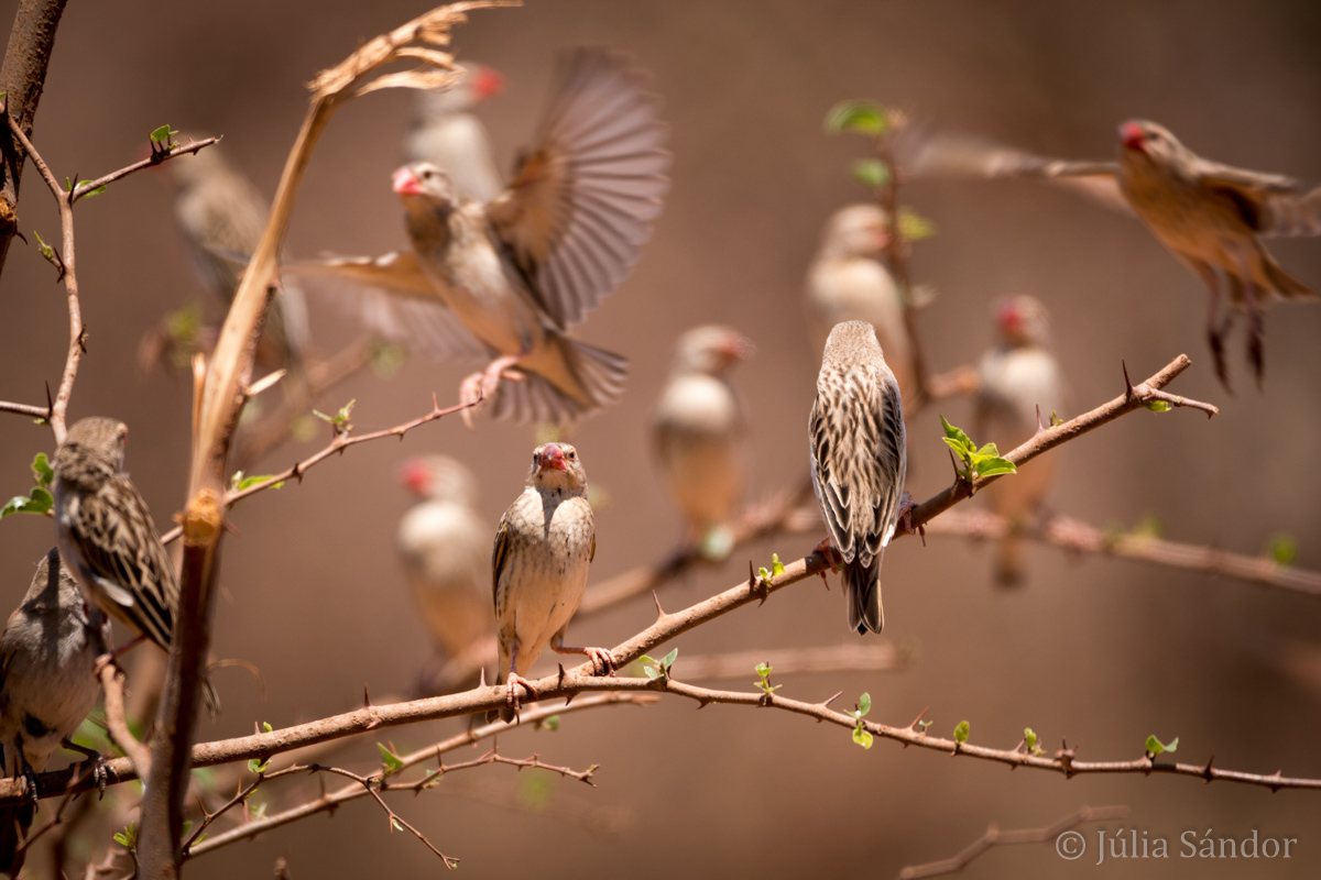 Botswana, weaver birds