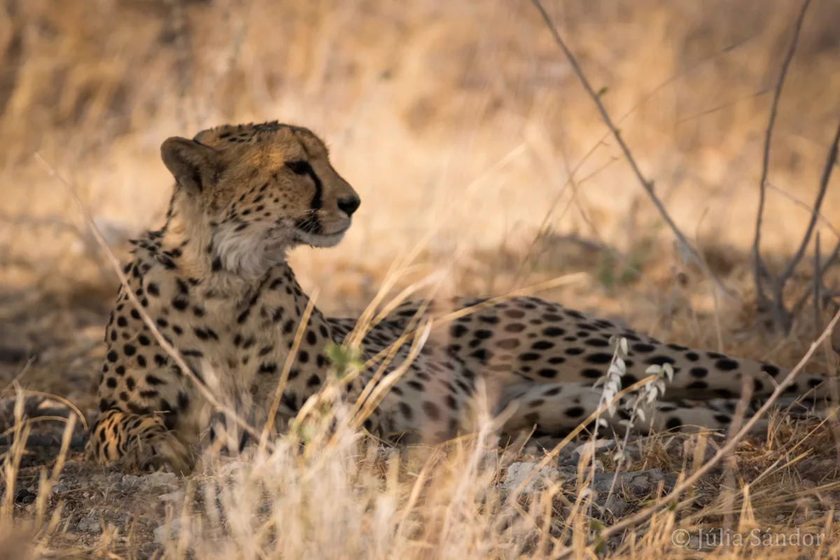 The Big 5: Cheetah in Etosha