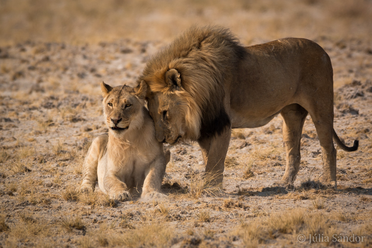 Etosha lions