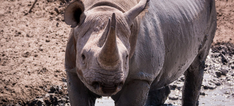 The fifth of the Big 5 of Africa One of the Big 5: the black rhino